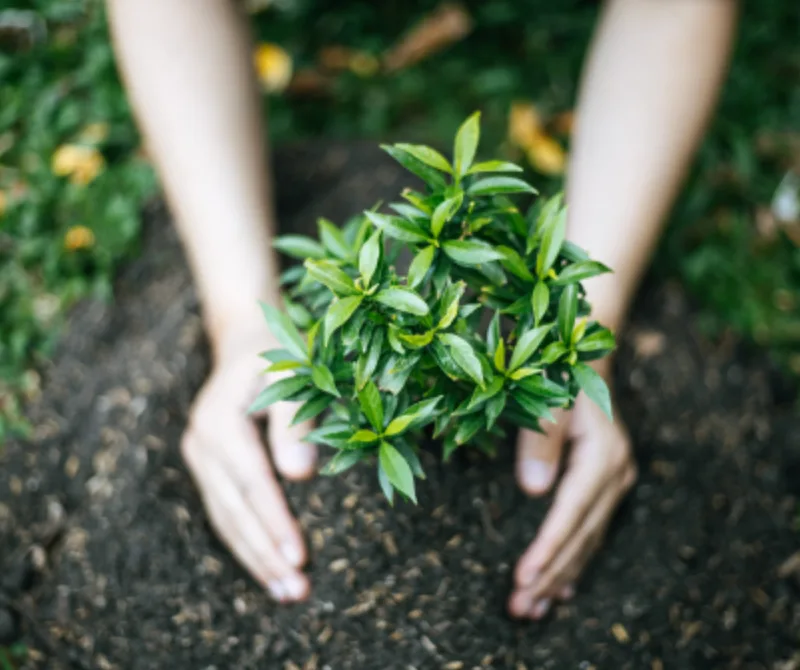 Hands planting a seedling in dark soil